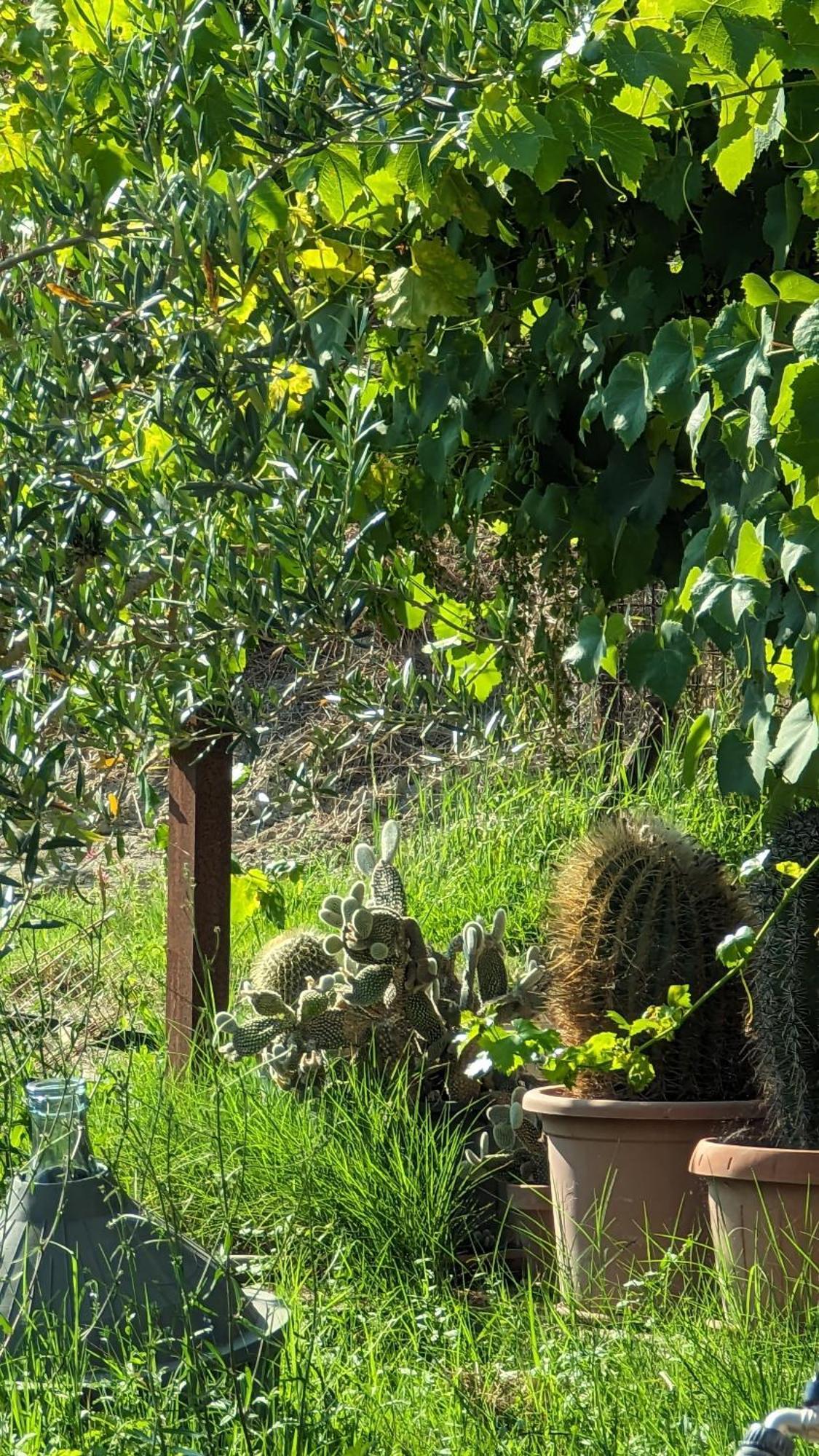 La Quinta Decima Bioagriturismo Fattoria Spedaletto Bagian luar foto